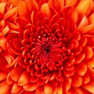 Meet your Posher, Ashlea